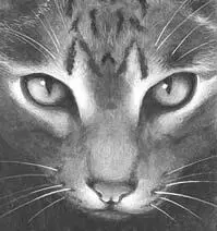 I said what are you doing here Leafpaw felt her pelt bristle as she met - фото 18