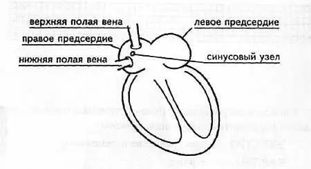 Рис 1 Синусовый узел У здорового человека синусовый узел вырабатывает - фото 1