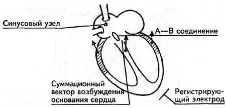 Рис 9 Возбуждение основания сердца зубец S Вышеназванные зубцы Q Rи - фото 7