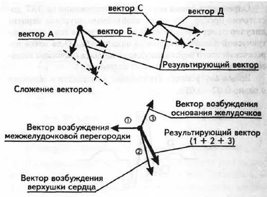 Рис 16 Результирующий вектор возбуждения желудочков 4 Понятие - фото 14