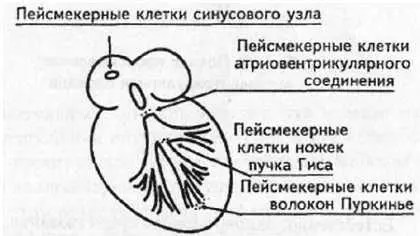 Рис 59 Пейсмекерные клетки Однако частота генерации импульса этими клетками - фото 53