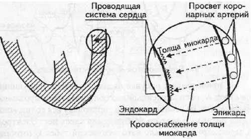 Рис 96 Особенности кровоснабжения миокарда Питание мышцы сердца - фото 90