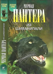 Кеннет Андерсон - Чёрная пантера из Шиванипали