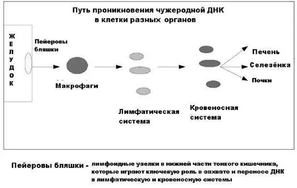 Рис 3 Из лекции Вернера Мюллера Влияние чужеродных ДНКРНК на иммунную - фото 3
