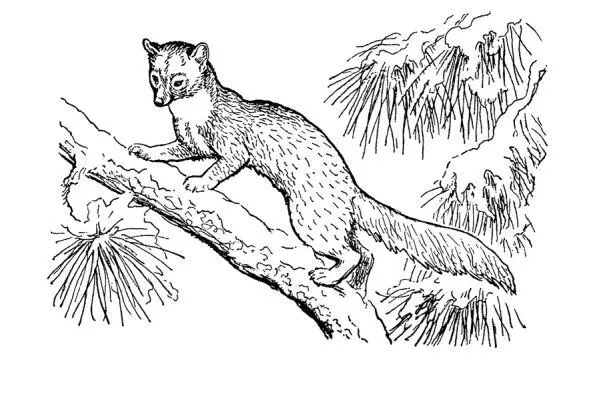 Не подумайте что куницу так легко взять Это юркий хитрый умный зверь Нужна - фото 25