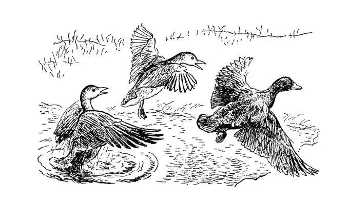 Дольше всех задерживаются черные утки или синьги как их у нас прозывают - фото 26