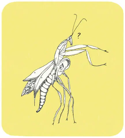 Питаются богомолы насекомыми но представители некоторых видов способны съесть - фото 5