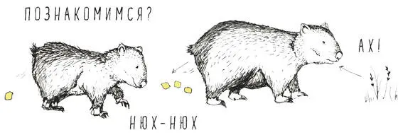 17 Овцы умнее чем ты думаешь Согласись вид у овецдовольно глупый Толстые - фото 21