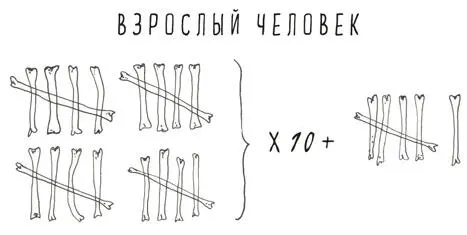 И ещё коечто о костях Самая маленькая косточка в твоём теле стремянная или - фото 57