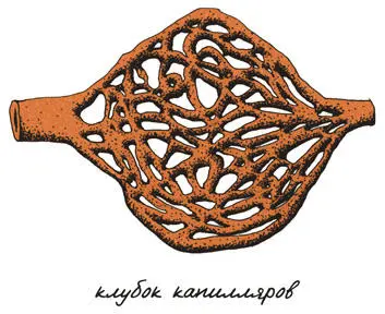55 Равновесие в ушах Человеческое ухоустроено так чтобы улавливать звуковые - фото 66