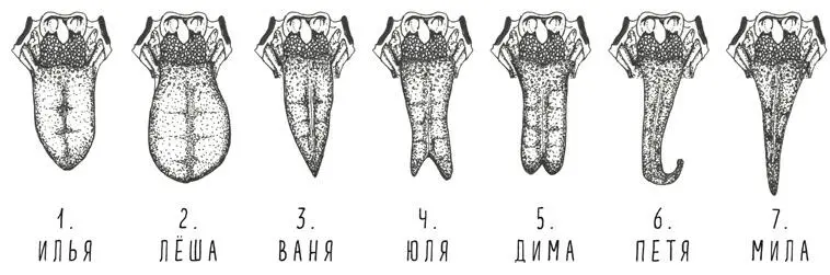 И ещё коечто о языке В твоём языке находится множество мышц которые - фото 70