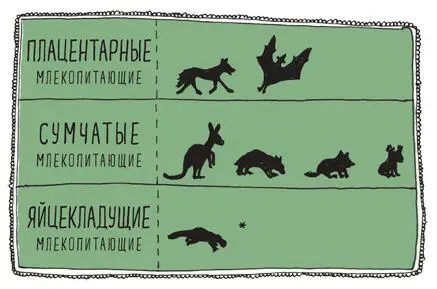 ПЛАЦЕНТАРНЫЕ МЛЕКОПИТАЮЩИЕ Дингопоявились в Австралии около пяти тысяч лет - фото 189