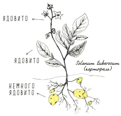 267 Некоторые семена весят 30 килограммов Когда ты слышишь слово семечко - фото 298