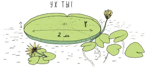 270 Не всем растениям нужен солнечный свет Прочитав факт 264 ты узнал что - фото 301