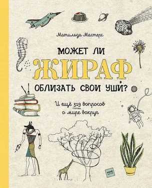 Матильда Мастерс Может ли жираф облизать свои уши? [И ещё 319 вопросов о мире вокруг]