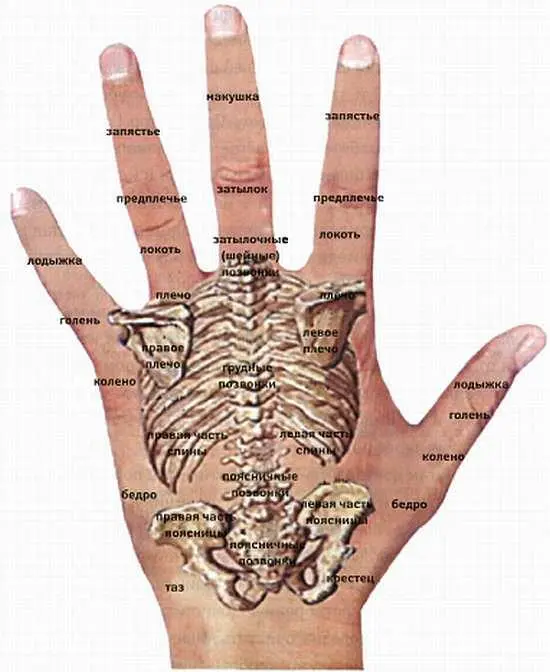 Схема диагностических областей на тыльной стороне кисти Карта руки органы и - фото 2