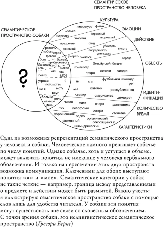 Одна из понятийных областей поддающихся репрезентации в собачьем мозге - фото 11