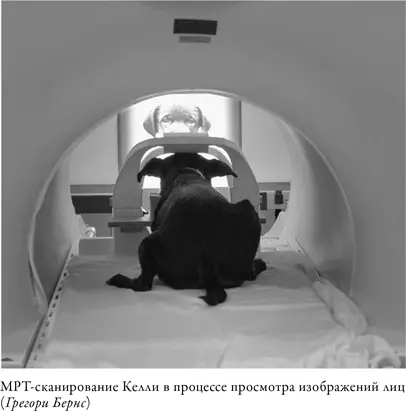 Тем не менее результат оказался бесспорным участок височной доли собачьего - фото 12