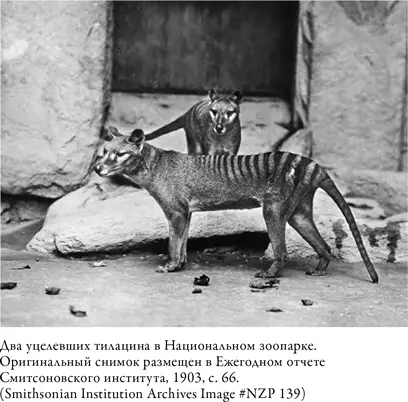 На встрече в Смитсоновском институте Лунд и Ланган рассказали что уже - фото 13