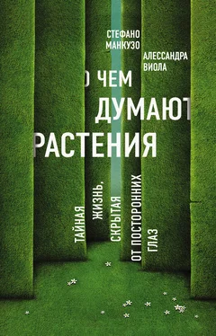 Стефано Манкузо О чем думают растения? обложка книги