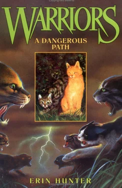 Erin Hunter A Dangerous Path обложка книги