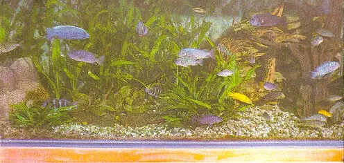 1 Образцовый аквариум 2 Прудовик 3 Аквариум упрощенная модель экос - фото 42