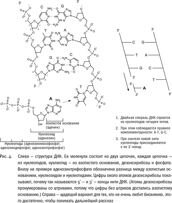 Азотистые основания это то благодаря чему четыре нуклеотида различаются - фото 5