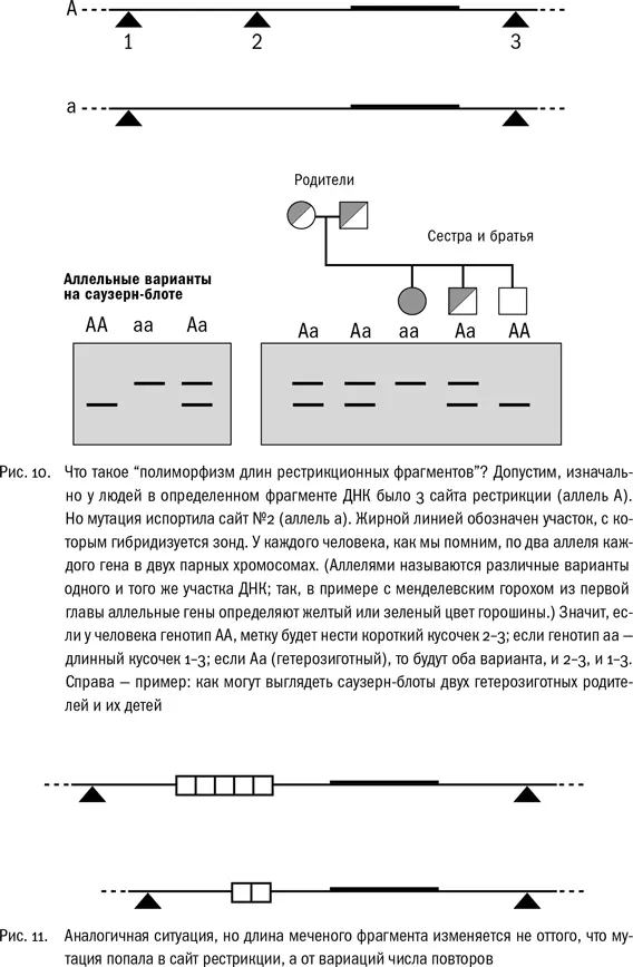 Но чтобы получать картинки методом саузернблоттинга мало полиморфизма длины - фото 11