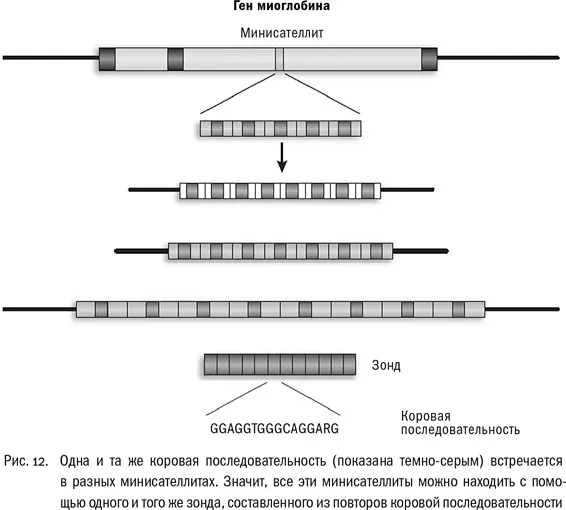 Зонд из повторов коровой последовательности мог прицепляться к множеству - фото 12