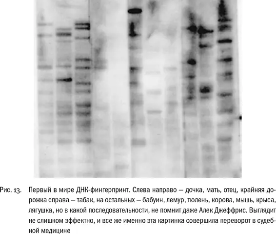 Момент истины наступил утром 10 сентября 1984 г когда Джеффрис проявлял - фото 13
