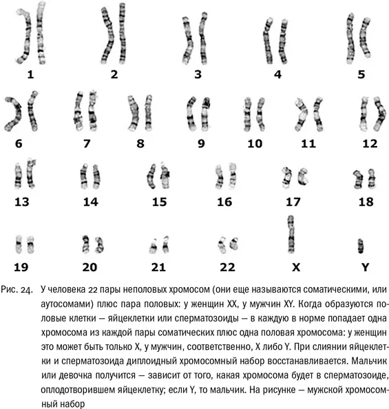 Все остальные хромосомы 22 пары неполовых а также Ххромосомы у женщин при - фото 24