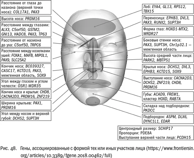 И давайте всетаки помечтаем пока ученые не видят Вот мы реконструируем лица - фото 48
