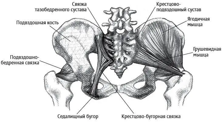 Рисунок 21 Крестец и грушевидная мышца Связки тазобедренного сустава - фото 10