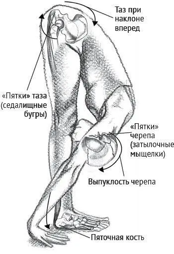 Рисунок 24 Уттанасана и три пары пяток Тазовая и дыхательная диафрагма - фото 13