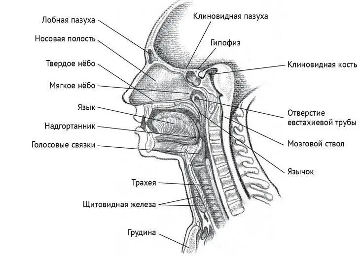 Рисунок 71 Нёбо и горловая чакра Голосовые связки образуют по своей функции - фото 41