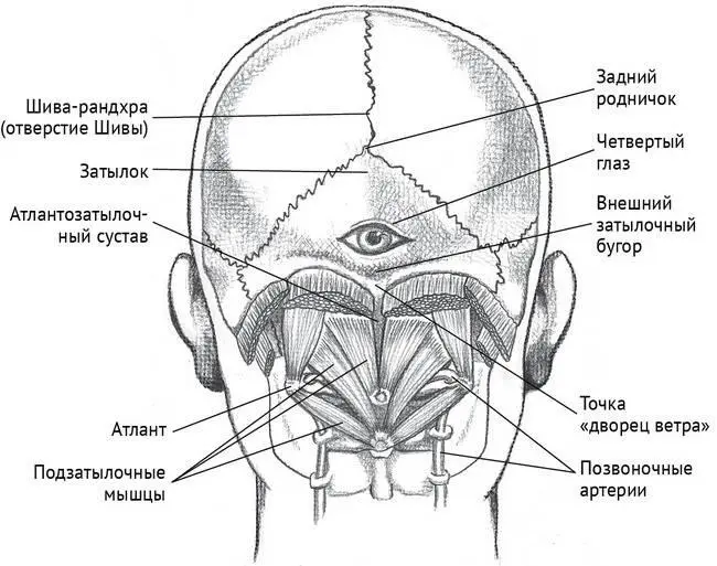 Рисунок 72 Краниоцервикальный переход Первый шейный позвонок С1 называется - фото 42