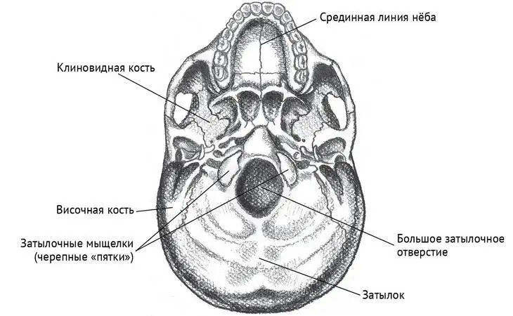 Рисунок 73 Затылочные мыщелки пятки черепа Затылочная кость задней части - фото 43