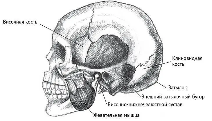 Рисунок 81 Височнонижнечелюстной сустав Наряду с солнечным сплетением - фото 46