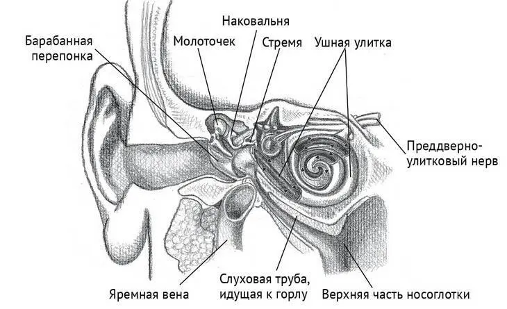 Рисунок 82 Путь звука во внутреннем ухе Тонкий и хрупкий механизм уха резко - фото 47