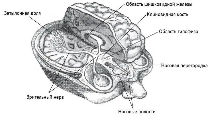 Рисунок 83 Анатомия озарения зрительный нерв и клиновидная кость Тот факт - фото 48