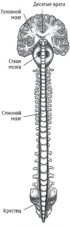 Рисунок 85 Кундалини и ствол мозга Восходящее движение сознанияСтвол - фото 50