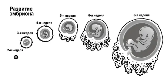 Рисунок 3 Ускоренный филогенез в эмбиогенезе С нашим мозгом уже после - фото 5