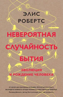 Элисон Робертс Невероятная случайность бытия [Эволюция и рождение человека] [litres] обложка книги