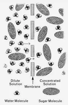 A dilute sugar solution and a more concentrated sugar solution Because there - фото 13