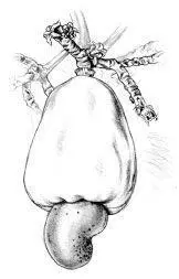 A cashew apple on the tropical cashew tree Anacardium occidentale The - фото 14