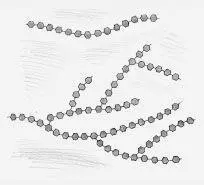The two forms of starch molecules Top the linear structure of amylose - фото 15