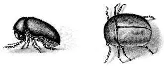 The cigarette beetle Lasioderna serricorne a common pantry pest It feeds on - фото 24