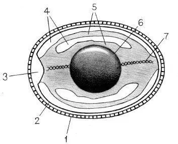 Simplified diagram of a hens egg 1 shell 2 membrane 3 air chamber - фото 6