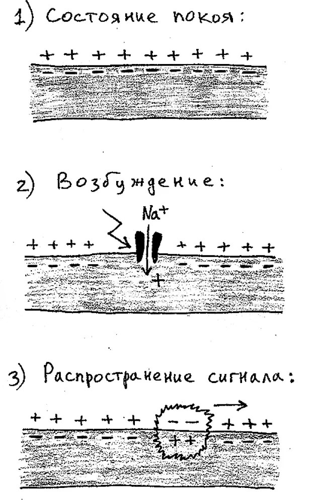 Важно здесь то что потенциалзависимые ионные каналы благодаря которым сигнал - фото 11