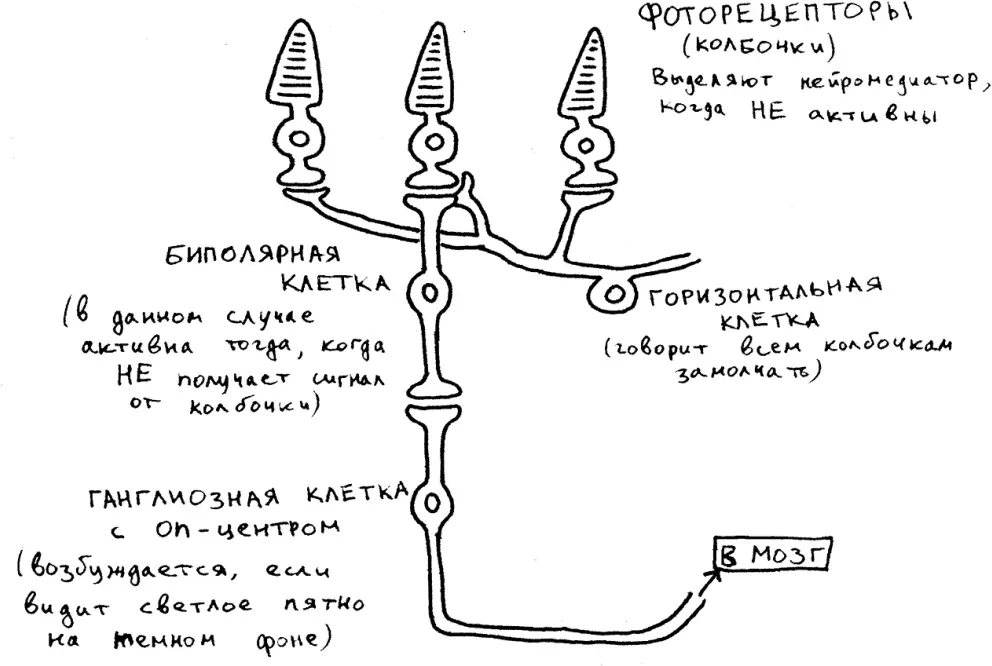 Представьте себе три клеткиколбочки расположенные по соседству Одна из них - фото 19